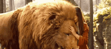 Narnia GIF - Narnia Lion Georgie Henley GIFs