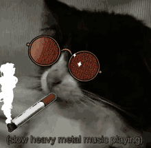 Cat Smokin GIF - Cat Smokin قطةتدخن GIFs