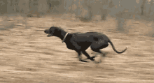 Anjing Lari GIF - Anjing Lari Ikut GIFs