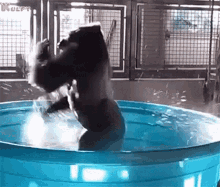 What A Cool Summer Animals GIF