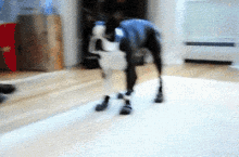 What Chu Got There? GIF - Puppy Funny Shoes GIFs