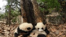 I Need A Nap 360baby Pandas GIF