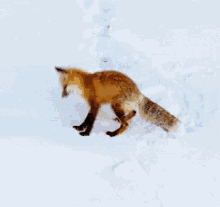 fox foxes jump jumping tail