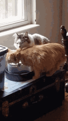 two cats laying on top of a trunk that says ' a ' on it