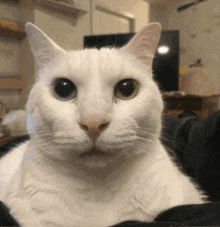 Cat Stare Sad Cat GIF