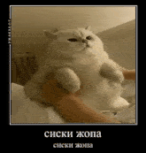 Siski Jopa GIF - Siski Jopa Cat GIFs