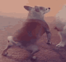 GIF