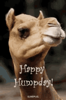 Happy Humpday Humpday GIF - Happy Humpday Humpday Llama GIFs