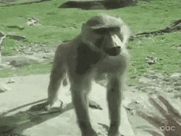 Mr Beast GIF by Squirrel Monkey - Find & Share on GIPHY