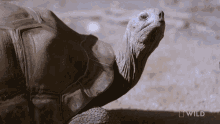 Chilling National Geographic GIF - Chilling National Geographic Weighing A Giant Tortoise GIFs