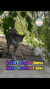 a picture of a cat with the words lgbtq gardens have the most love on it
