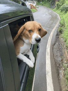 a dog is sticking its head out of a car window