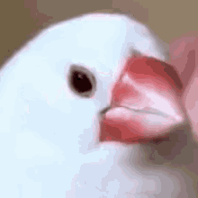 Bird Cute GIF - Bird Cute Scream GIFs