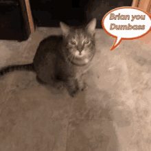 Brian Cat GIF - Brian Cat Love GIFs