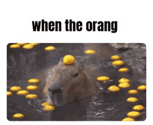 capybara capybara orange orang when the orang capybara meme