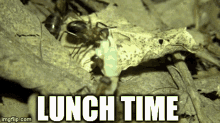 Lunch Time Ants GIF