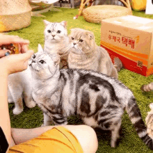 Surinoel Cats GIF - Surinoel Cats Suri GIFs