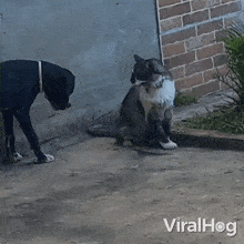 Fighting Cat And Dog Viralhog GIF - Fighting Cat And Dog Cat Dog GIFs