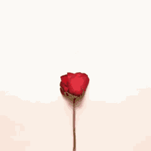 Me Robaste El Corazón GIF - Una Rosa Flor Petalos GIFs