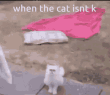 when the cat ok not ok not k ok cat meme