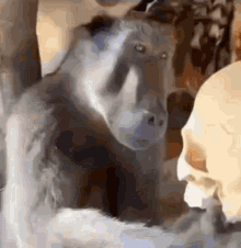 The Monkey Looks At The Skull GIF