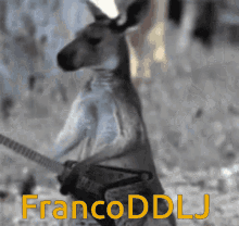 Franco Franco Ddlj GIF - Franco Franco Ddlj Guitar GIFs