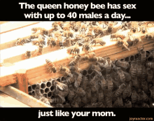 Just Like Your Mom GIF - Queen Bee Bees Yo Momma GIFs