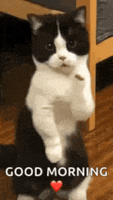 Cat Dance Dancing Cat GIF - Cat Dance Dancing Cat Chinese Dancing Cat GIFs