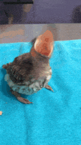 a small bird with its beak open on a blue cloth