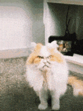 More Cheddar Cheese GIF - More Cheddar Cheese Mad Cat GIFs