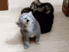 Gatto Annoiato GIF - Gatto Annoiato GIFs