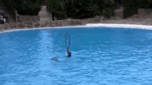 Nailed It GIF - Dolphin Hoop Ring GIFs
