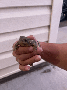 a person is holding a small frog in their hands