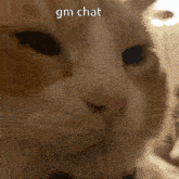 Gm Chat Good Morning GIF - Gm Chat Good Morning Gm GIFs