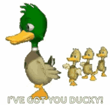 duck follow babies family