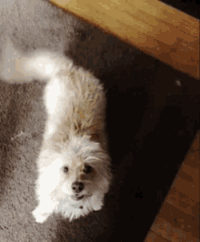 a small white dog is laying on a carpet and looking up