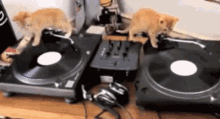 Cat Party GIF - Cat Party Dj GIFs