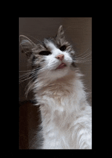 a close up of a cat 's face with its tongue sticking out