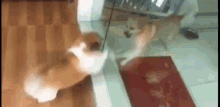 a cat is standing in front of a mirror and looking at its reflection .