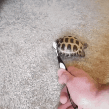 Turtle Butt GIF - Turtle Butt Cleaning GIFs
