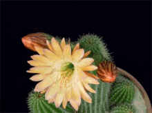 Cactus Flowers GIF - Cactus Flowers Blooming GIFs