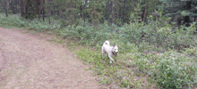 Hadassa Allison Zarya The Laika GIF - Hadassa Allison Zarya The Laika Puppy Runs In Woods GIFs