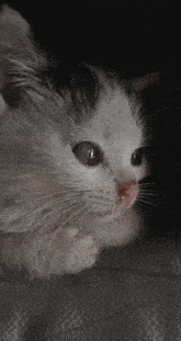 Prawdziwy Kot GIF - Prawdziwy Kot GIFs