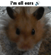 a close up of a hamster with the words " i 'm all ears " above it