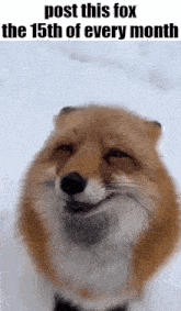 a fox is smiling in the snow with the caption post this fox the 15th of every month