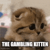 a kitten is sitting on a bed and looking at the camera with the words `` the gambling kitten '' written above it .