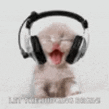 a kitten wearing headphones with its mouth open and a microphone .