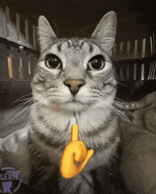 Mewing Cat Mewing Meme GIF