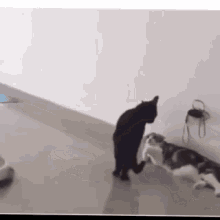 Funny Animals Cats Roomba GIF