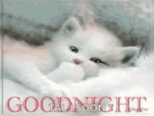 good night cat sleepy fluffy tired